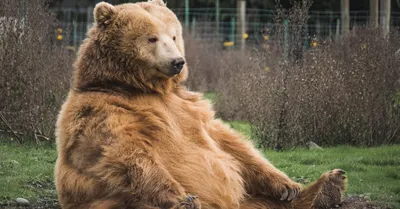 Великолепие и мощь берлоги медведя на фото