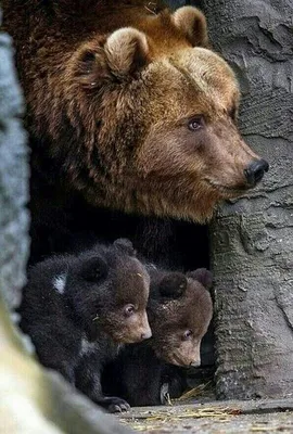 Глубина и гармония берлоги медведя на фото