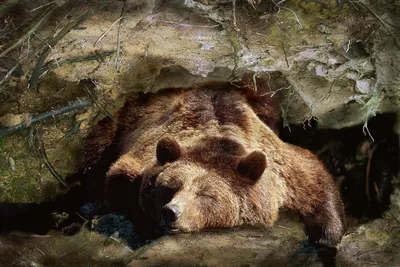 Исследование мира медведя через его берлогу на фото