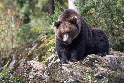 Берлога медведя: грандиозность и власть природы на фото
