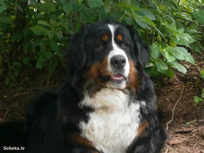 Kennel Mountain Dog \"BERN HAUS on OKA\" - #bernersennen #bernersennenhund  #bernerstyle #bernerlovers #bernermountaindog #bernermountaindoglovers  #bernersemountaindog #bernersofinstagram #bernersennenpuppy #bernersenner  #bernerworld #bernerdog #dog ...