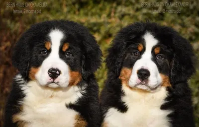 бернский зенненхунд Bern Mountain Dog Stock Photo | Adobe Stock