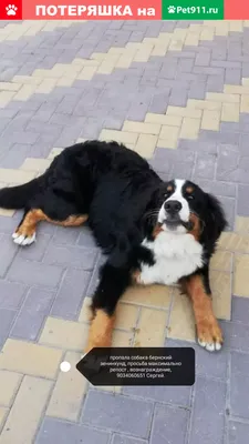 О породе Bernese Mountain Dog, Бернский зенненхунд. Все о выборе,  воспитании и содержании, советы кинологаПитомник бернских зенненхундов \"MY  LOVELY BERN\" +7 (916) 942-19-60.