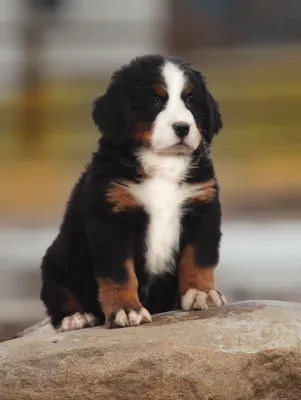 Kennel Mountain Dog \"BERN HAUS on OKA\" - Bern Haus On Oka Kamal (10 months  old, Gandalf @ Nirvana) #bernesemountaindog #bernersennen  #bernersofinstagram #bernersennenhund #bernerlove #bernerlife  #bernermountaindoglovers #bernerstyle #dog ...