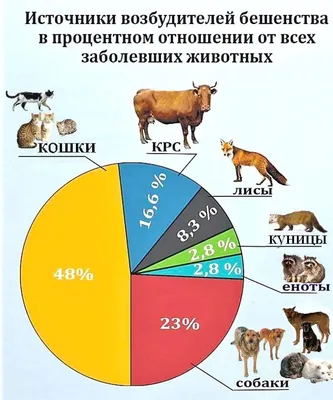 Будьте осторожны - Бешенство! - КГБУЗ Ванинская центральная районная  больница