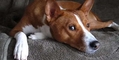 Басенджи (Basenji) - это очень умная, веселая и независимая порода собак.  Фото, описание, отзывы.