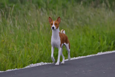 История и описание породы — EESTI BASENJI TÕUÜHING