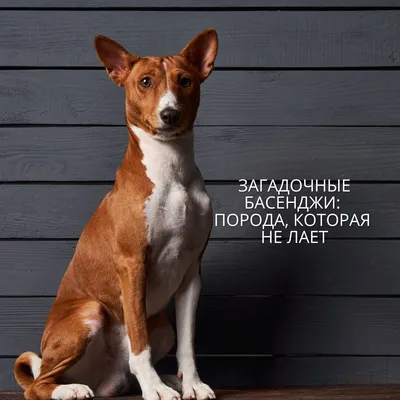 Басенджи собака: фото, характер, описание породы