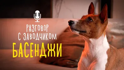 Басенджи. Порода собак, которую невозможно не полюбить» — создано в  Шедевруме