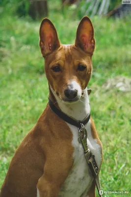 Басенджи. Эта порода собаки вас точно удивит. | DogsForum | Дзен