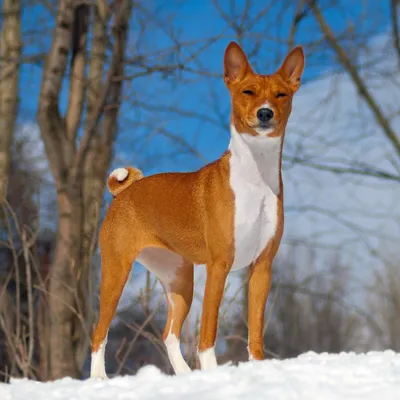 Басенджи: фото, описание породы, характер, размеры | Royal Canin