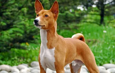 Нелающие басенджи – по-настоящему уникальная порода собак | Собаки |  Dogsacademy.ru | Дзен