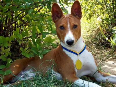 История и описание породы — EESTI BASENJI TÕUÜHING