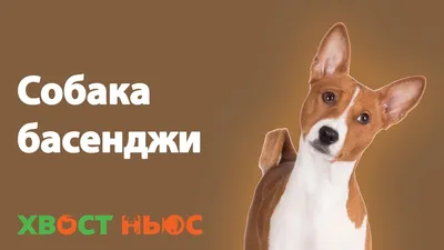 Корги передержка в Москве: 28 зоонянь со средним рейтингом 4.7 с отзывами и  ценами на Яндекс Услугах.
