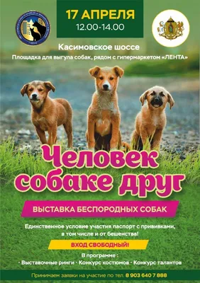 Пломбир - Щенок 2 месяца - Беспородная - Московская область Клин - собаки в  добрые руки