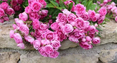 Розы с бесшипными или малошипными побегами | Розовый сибирский сад | Дзен