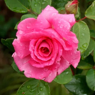 🌹 Розы плетистые зимостойкие в Москве - заказать зимостойкие плетистые розы  из питомника почтой
