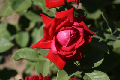 Розы без шипов: лучшие сорта | Огородники