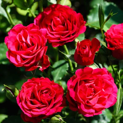 Как посадить розу, как обрезать розы, лучшие сорта роз с фото и названиями,  как посадить розу из букета, как вырастить розу из букета - 8 мая 2022 -  Фонтанка.Ру