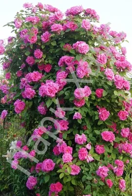 Роза парковая пионовидная бесшипная — купить по цене 750 руб. в  интернет-магазине \"Заокские питомники растений\"