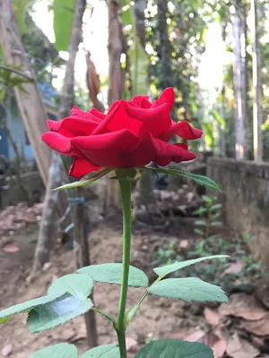 Питомник растений Агрофирма Виктория - Роза \"ABRAHAM DARBY\" (\"Абрахам  Дерби\", \"Abraham Darby\", English Rose, David Austin, 1985) (САЖЕНЦЫ РОЗ  ЧАЩЕ ВСЕГО ОТПРАВЛЯЕМ УЖЕ С БУТОНАМИ ИЛИ ЦВЕТУЩИМИ)