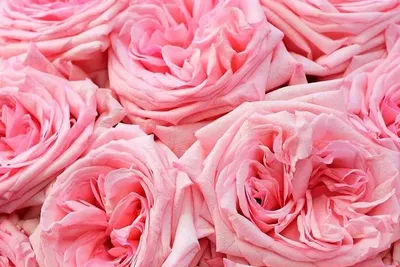 Розы без шипов: лучшие сорта | Огородники