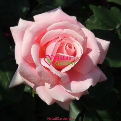 Напрямую от питомника. Низкие цены, доставка. Выгодно купить в  интернет-магазине. Саженцы роз сорта ФЛАМИНГО - (FLAMINGO) | Питомник  Красная Роза