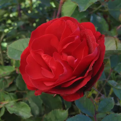 Эсмеральда (Esmeralda) - Чайно-гибридные розы - Розы - Каталог