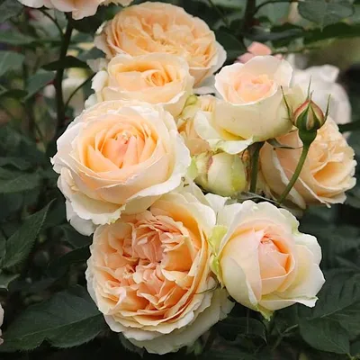 Роза флорибунда Голден Бордер с доставкой! 🌱 [770162]