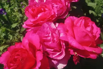 Саженец чайно-гибридной розы Лавралет фото и описание сорта 🌱 купить  саженец чайно-гибридной розы Лавралет почтой недорого в Москве