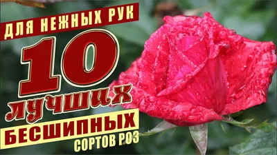 Новинки роз сезон ОСЕНЬ 2023 - плодопитомник Сад