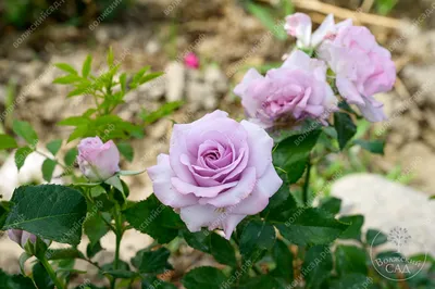 Как посадить розу, как обрезать розы, лучшие сорта роз с фото и названиями,  как посадить розу из букета, как вырастить розу из букета - 8 мая 2022 -  74.ru