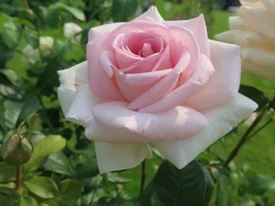 Розовые розы: 10 самых нежных сортов | В цветнике (Огород.ru)