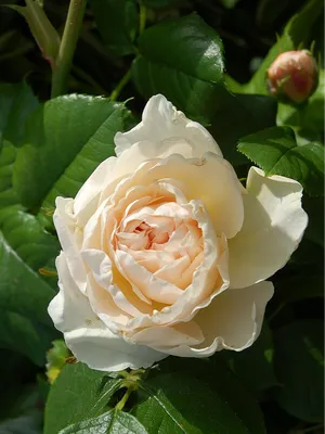 Для чего розам нужны шипы и бывают ли розы без них | блог интернет -  магазина АртФлора