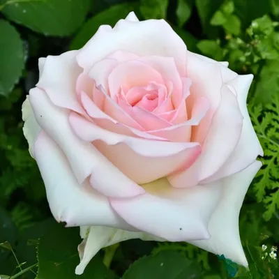 Роза Английская парковая фларибунда «Грейс» Rose «Grace» — Саженцы в Орле