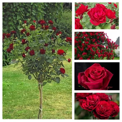 Как посадить розу, как обрезать розы, лучшие сорта роз с фото и названиями,  как посадить розу из букета, как вырастить розу из букета - 8 мая 2022 -  74.ru