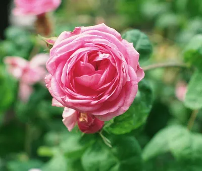 Саженец спрей розы Грация фото и описание сорта 🌱 купить саженец спрей розы  Грация почтой недорого в Москве