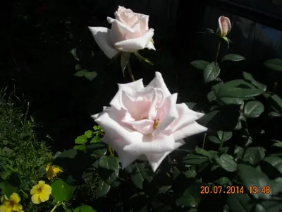 Розы без шипов (или почти) - Энциклопедия роз