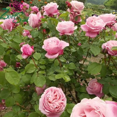 Роза Английская кустовая Heritage - Английские кустовые - GardenPlants