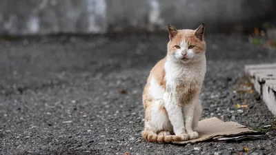 Фото бездомных кошек в высоком разрешении