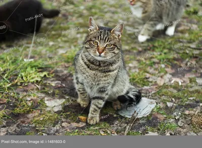 Фото бездомных кошек: улыбнитесь своими обоями