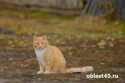 Фото бездомных кошек, готовых завоевать ваше сердце