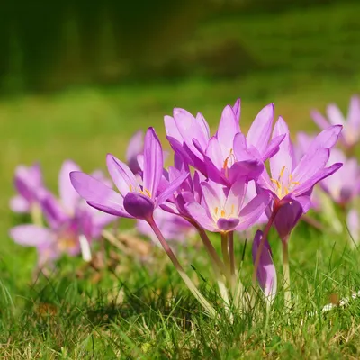 Безвременник, желтая весна цветет в саде Стоковое Фото - изображение  насчитывающей крокус, весна: 106797042