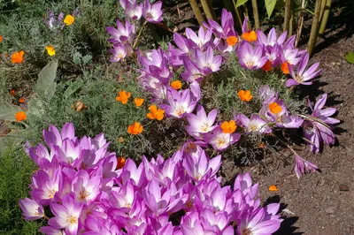 Колхикум – осеннее цветение безвременника, посадка и уход
