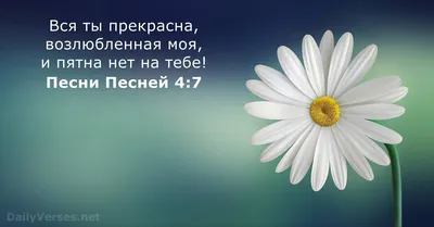 Розы в круглой коробке и библии Красивые розовые розы на белой деревянной  предпосылке Красивые розовые розы и библия Стоковое Изображение -  изображение насчитывающей подарок, яркое: 115115155