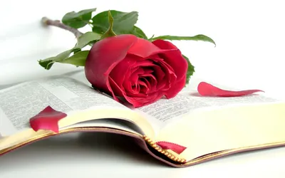 32 Библейские стихи о ободрении - DailyVerses.net