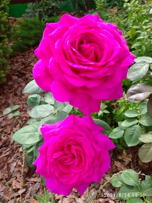 Роза Биг Парпл (Rose Big Purple) купить с доставкой. Саженцы роз, продажа,  цена.