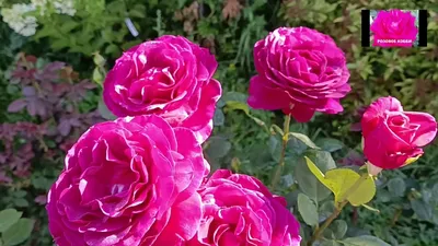 Роза Биг Перпл | Naturlana Pelargonio | Дзен