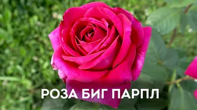 Роза чайно-гибридная Биг Перпл, купить, цена в Украине