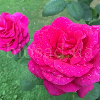 Галерея - Big Purple (STEbigpu, Nuit d'Orient, Stephens' Big Purple ) -  Энциклопедия роз